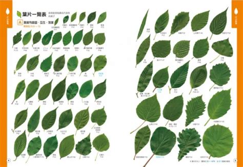 葉形狀|認識植物的各種葉子型態：揭開植物形態學的奧秘